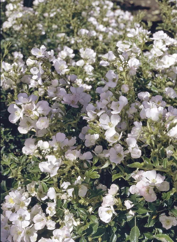 Snow Cone Shrub Rose - White Reblooming Landscape Rose - image 2