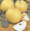 Twentieth Century Asian Pear Tree - image 2