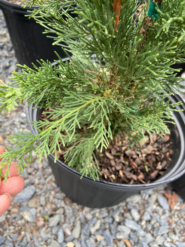 Italian Cypress (Cupressus sempervirens) - image 2