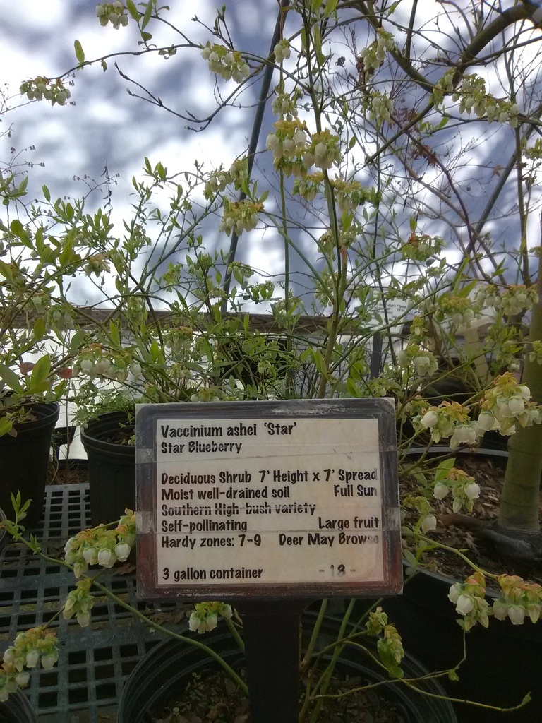 Star Blueberry - Southern Highbush (Vaccinium 'Star') - image 2