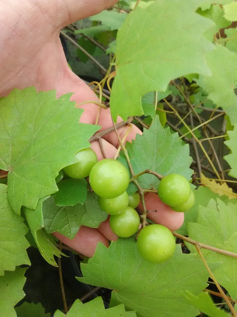 Noble Muscadine Grape - Self-Fertile Black Muscadine Vine - image 2