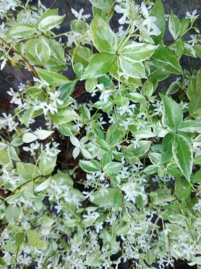 Variegated Confederate Star Jasmine - image 2