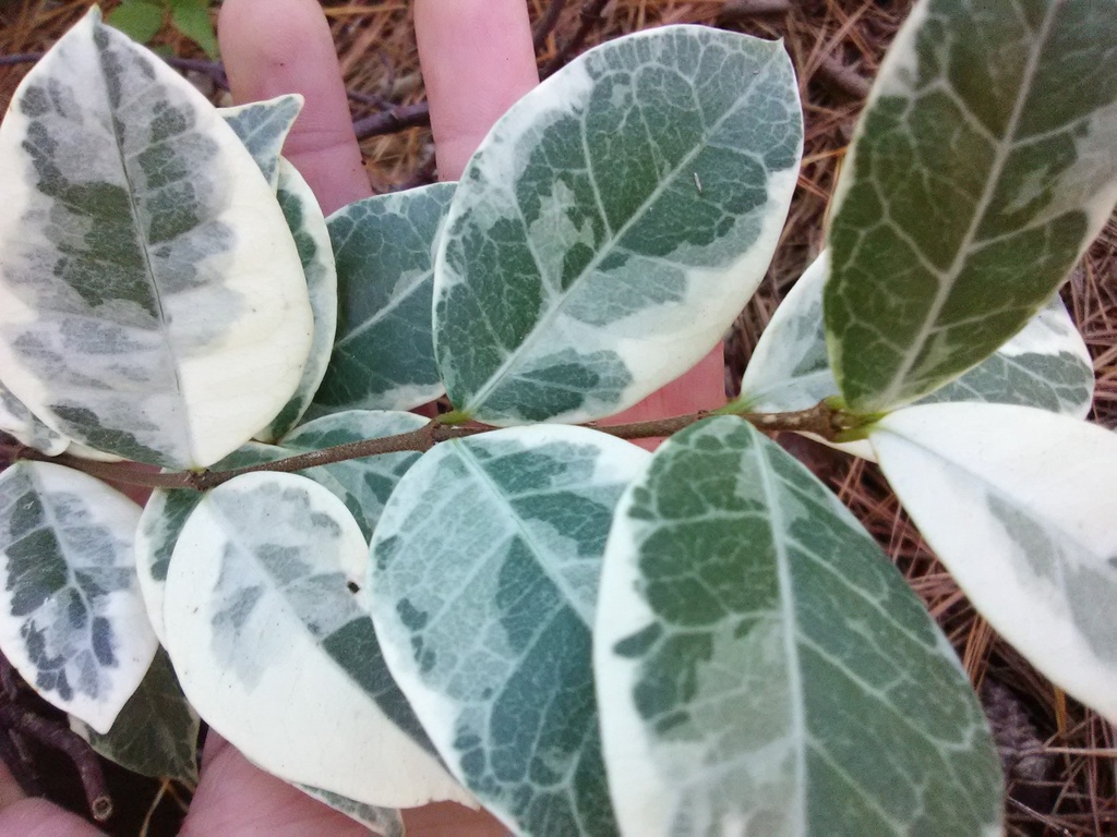 Variegated Confederate Star Jasmine - image 3