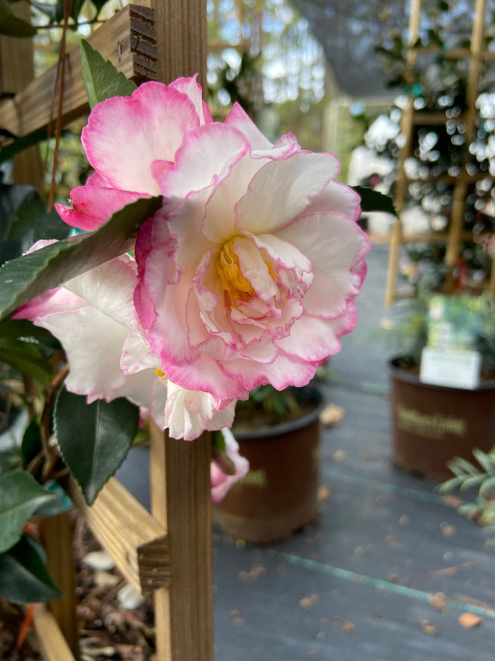 October Magic Inspiration Camellia - Espalier - image 2