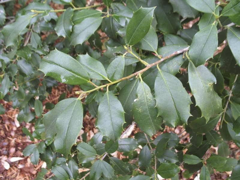Greenleaf American Holly - B&B - image 2