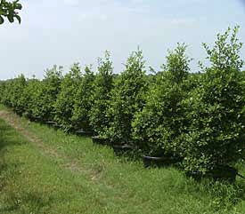 Greenleaf American Holly - B&B - image 3