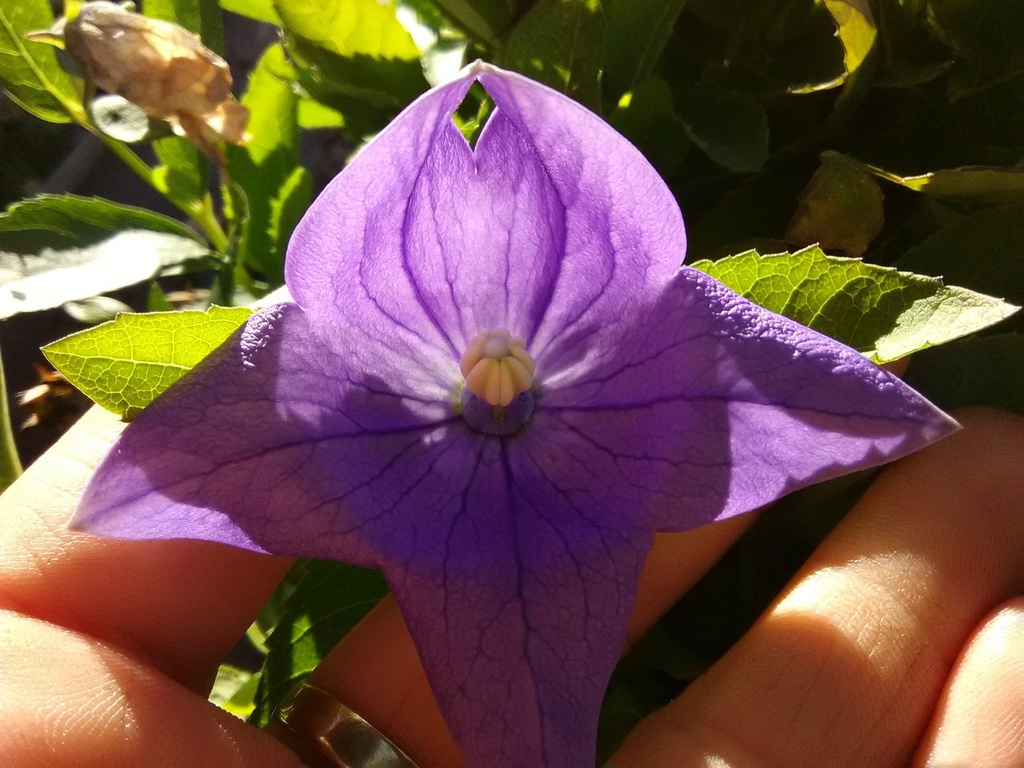 Balloon Flower 'Sentimental Blue' - Platycodon grandiflorus - image 2