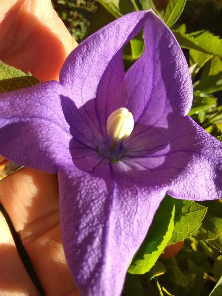 Balloon Flower 'Sentimental Blue' - Platycodon grandiflorus - image 3