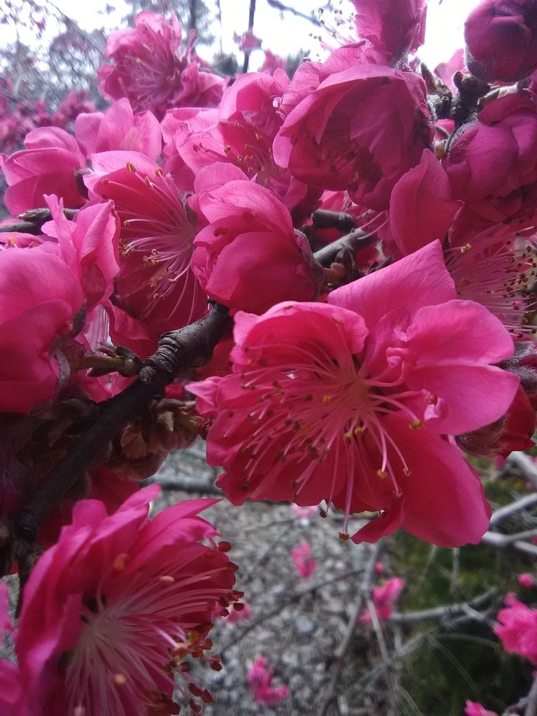 Weeping Double Red Peach Tree | Prunus persica - image 2