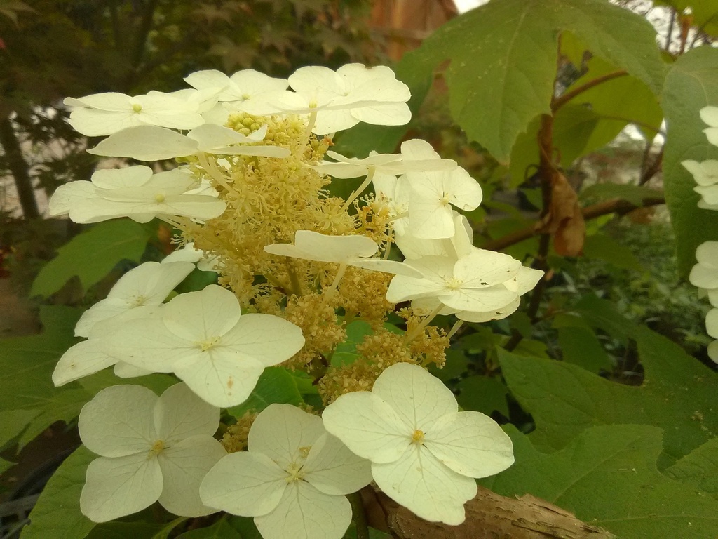 Alice Oakleaf Hydrangea - Hydrangea quercifolia 'Alice' - image 2