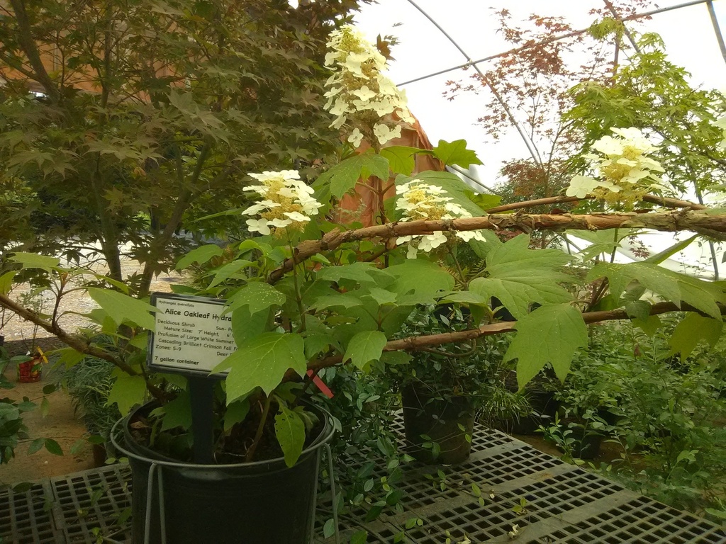 Alice Oakleaf Hydrangea - Hydrangea quercifolia 'Alice' - image 3