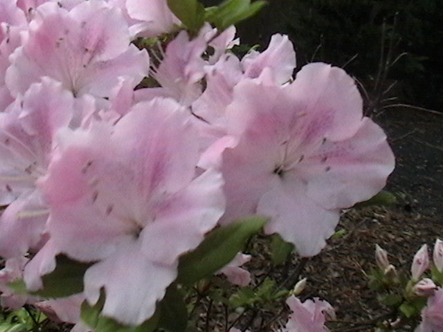 Autumn Sweetheart Encore Azalea - image 2