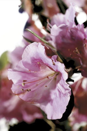 Autumn Sweetheart Encore Azalea - image 3