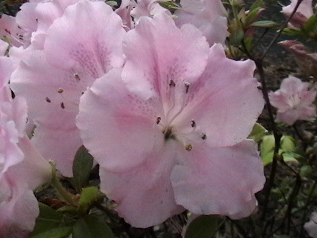 Autumn Sweetheart Encore Azalea - image 4