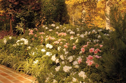 Autumn Angel Encore Azalea – White Reblooming Evergreen Shrub - image 2
