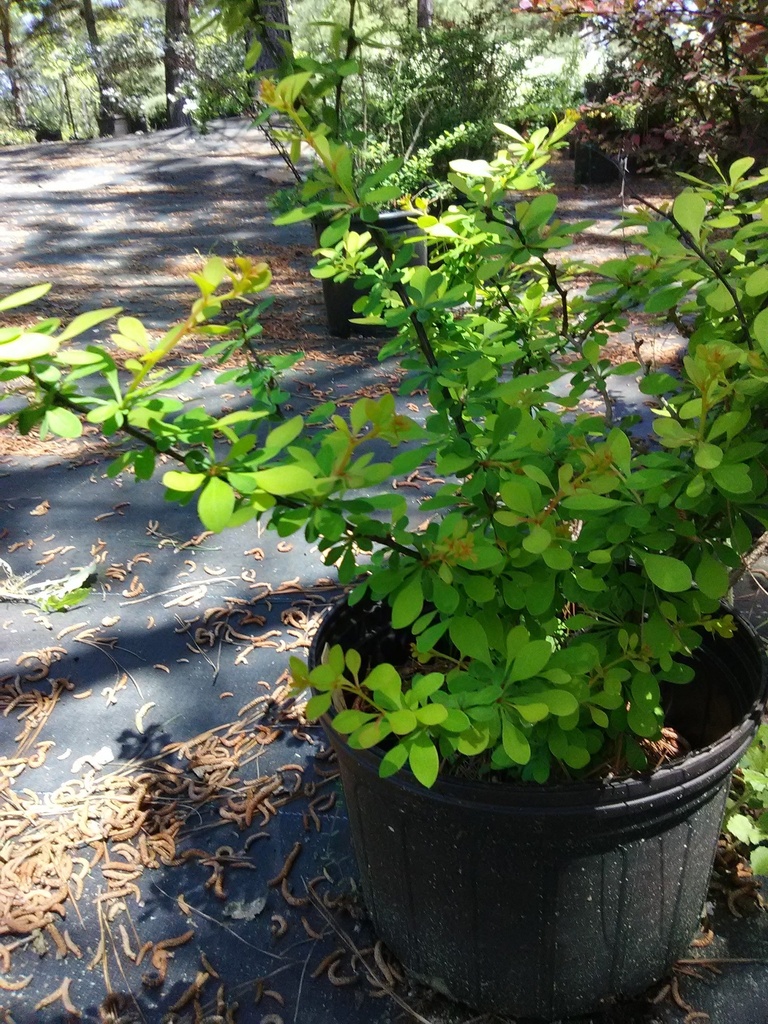 Lime Glow Barberry | Berberis thunbergii 'Lime Glow' - image 2