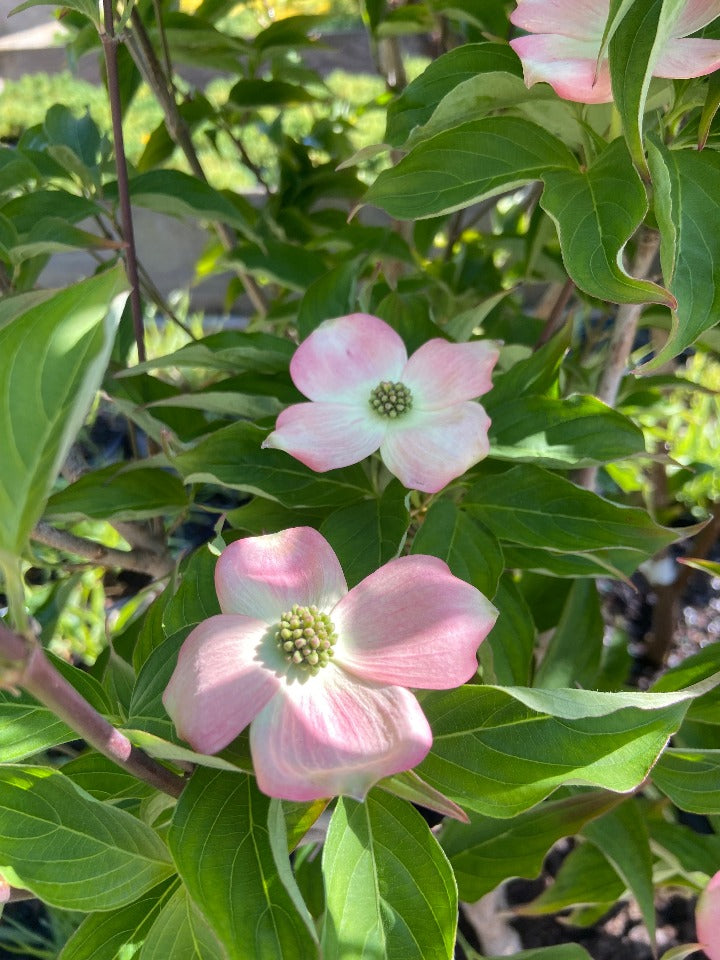 Stellar Pink Hybrid Dogwood (Cornus x rutgan 'Stellar Pink') - image 2