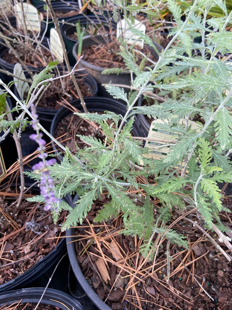 Prime Time Russian Sage (Perovskia atriplicifolia 'Prime Time') - image 2