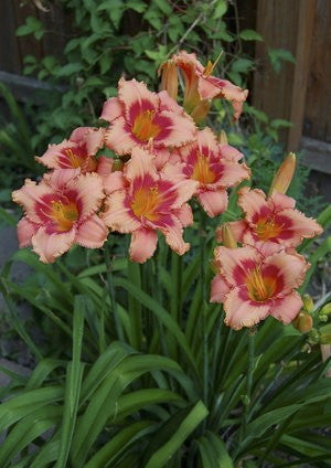 Strawberry Candy Daylily - Hemerocallis 'Strawberry Candy' - image 2