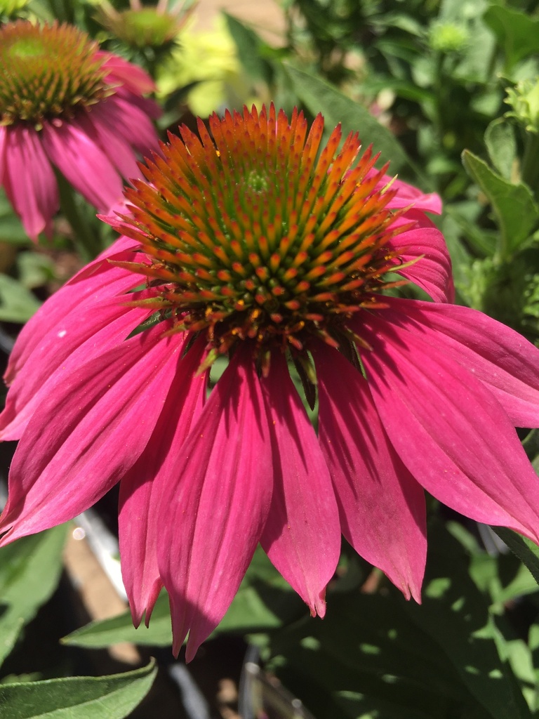 Kim's Knee High Dwarf Purple Coneflower - image 2