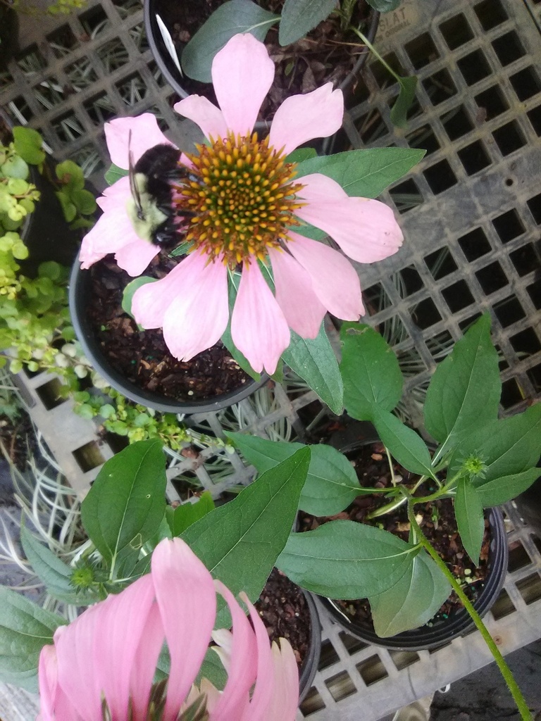 Kim's Knee High Dwarf Purple Coneflower - image 3