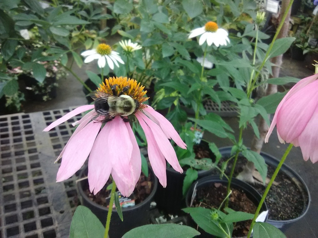Kim's Knee High Dwarf Purple Coneflower - image 4