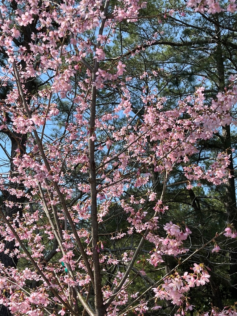Okame Cherry Tree - Prunus 'Okame' - image 2