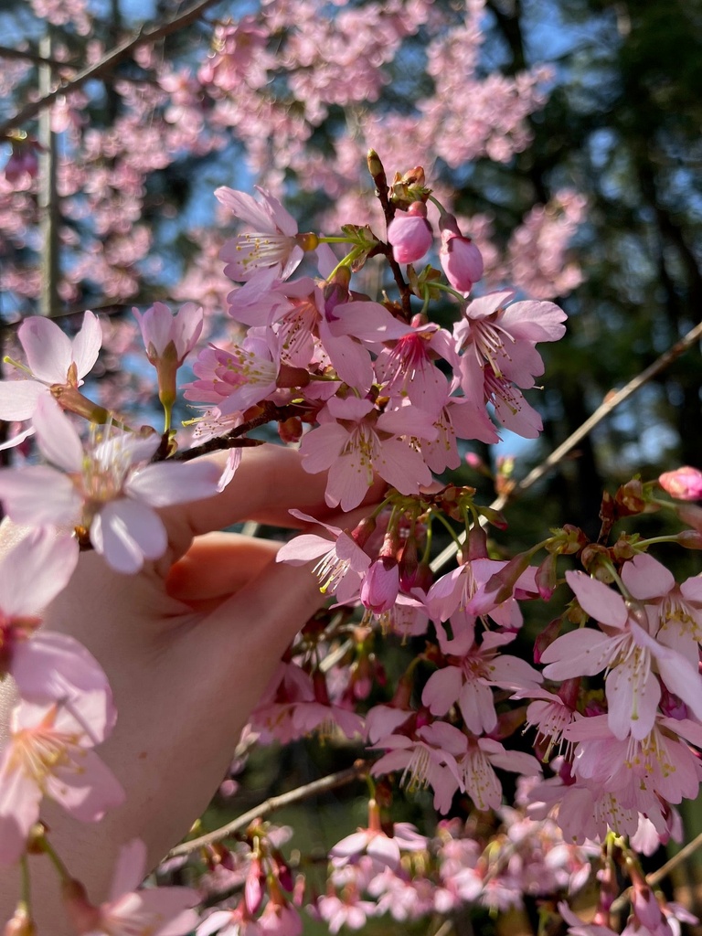 Okame Cherry Tree - Prunus 'Okame' - image 3
