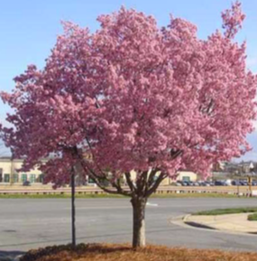 Okame Cherry Tree - Prunus 'Okame' - image 4