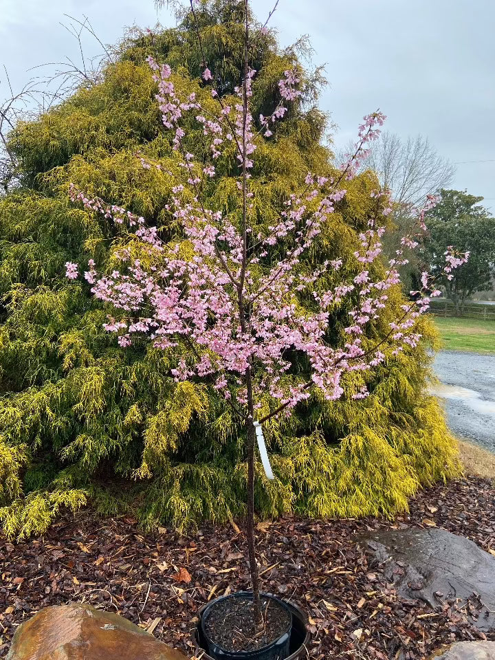 Okame Cherry Tree - Prunus 'Okame' - image 5