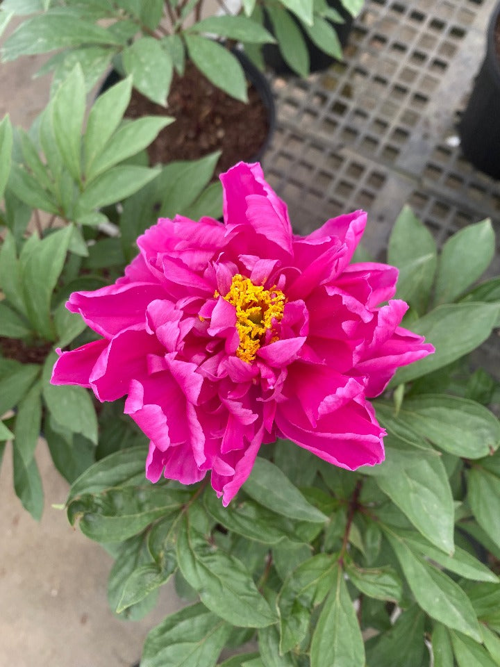 Karl Rosenfield Peony – Double Red Blooming Perennial - image 2