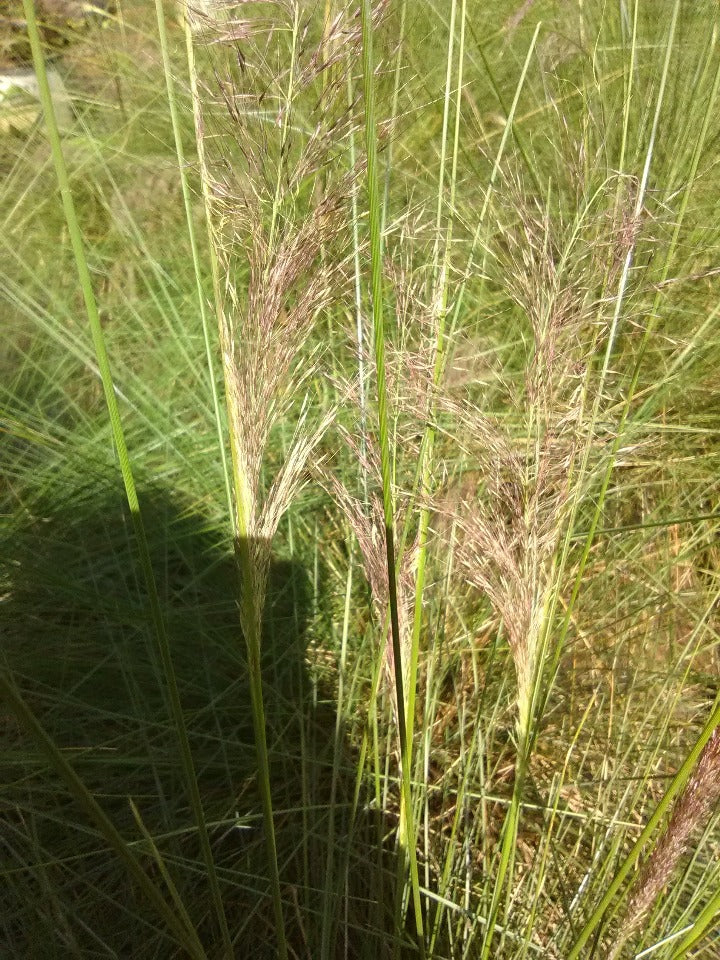 Pink Muhly Grass (Muhlenbergia capillaris) - image 2