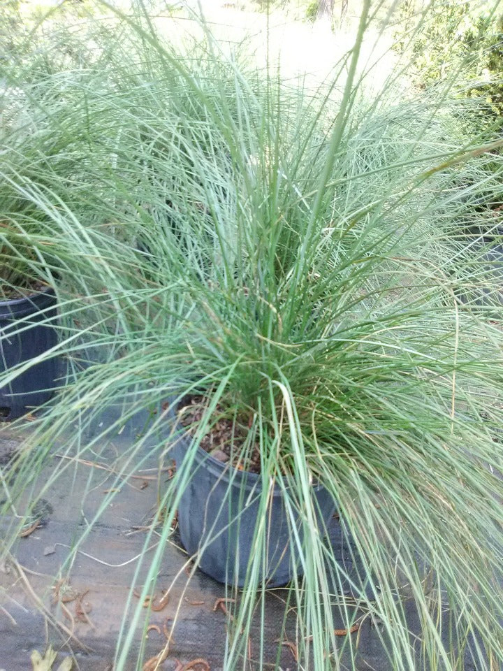 Pink Muhly Grass (Muhlenbergia capillaris) - image 3
