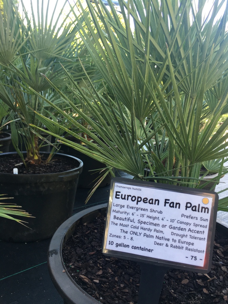 European Fan Palm - Cold Hardy Evergreen Palm - image 2