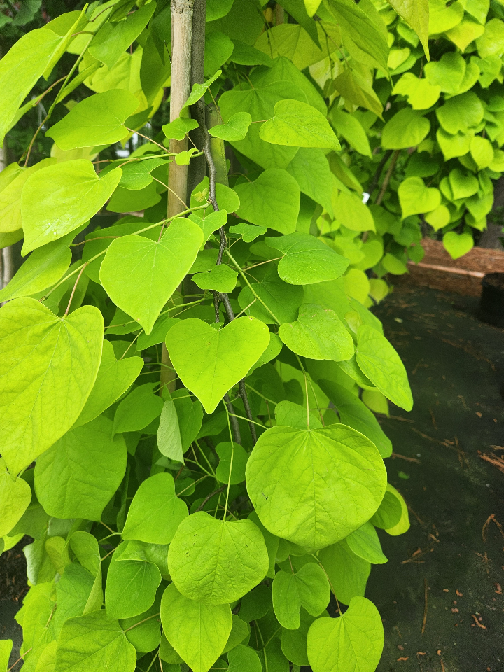 Golden Falls Weeping Redbud - image 2
