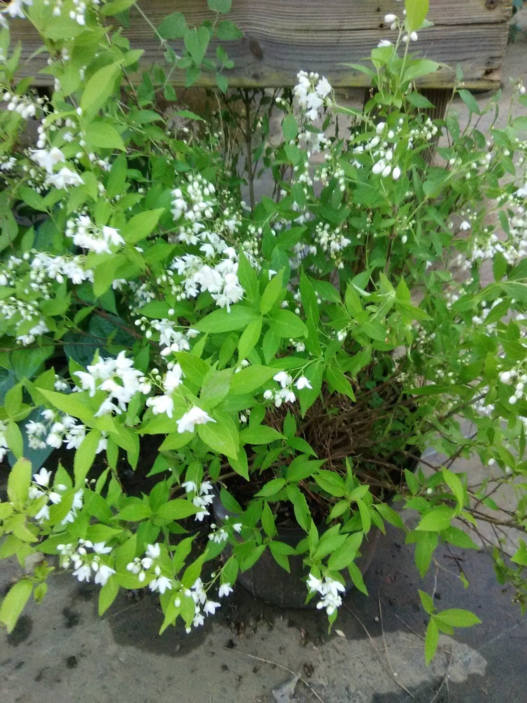 Chardonnay Pearls Deutzia - Proven Winners Flowering Shrub - image 2