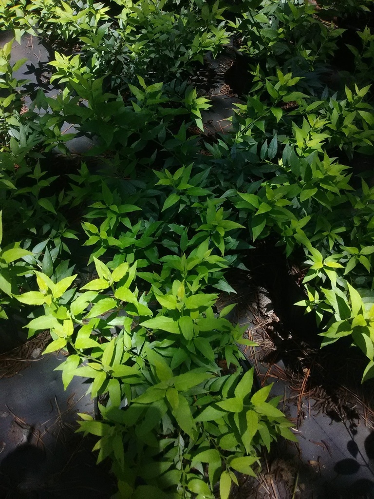 Chardonnay Pearls Deutzia - Proven Winners Flowering Shrub - image 3