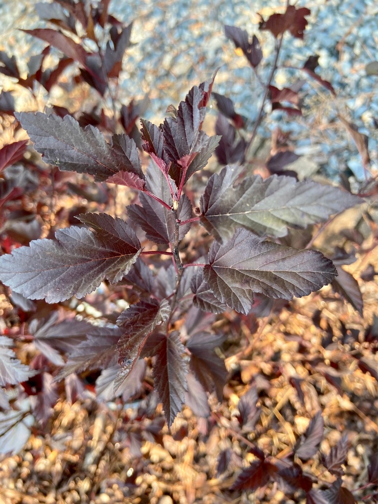 Summer Wine Ninebark (Physocarpus opulifolius 'Seward') - image 2