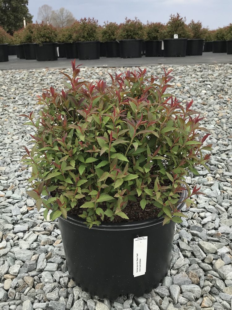 Neon Flash Spirea - Deer Resistant Flowering Shrub - image 2