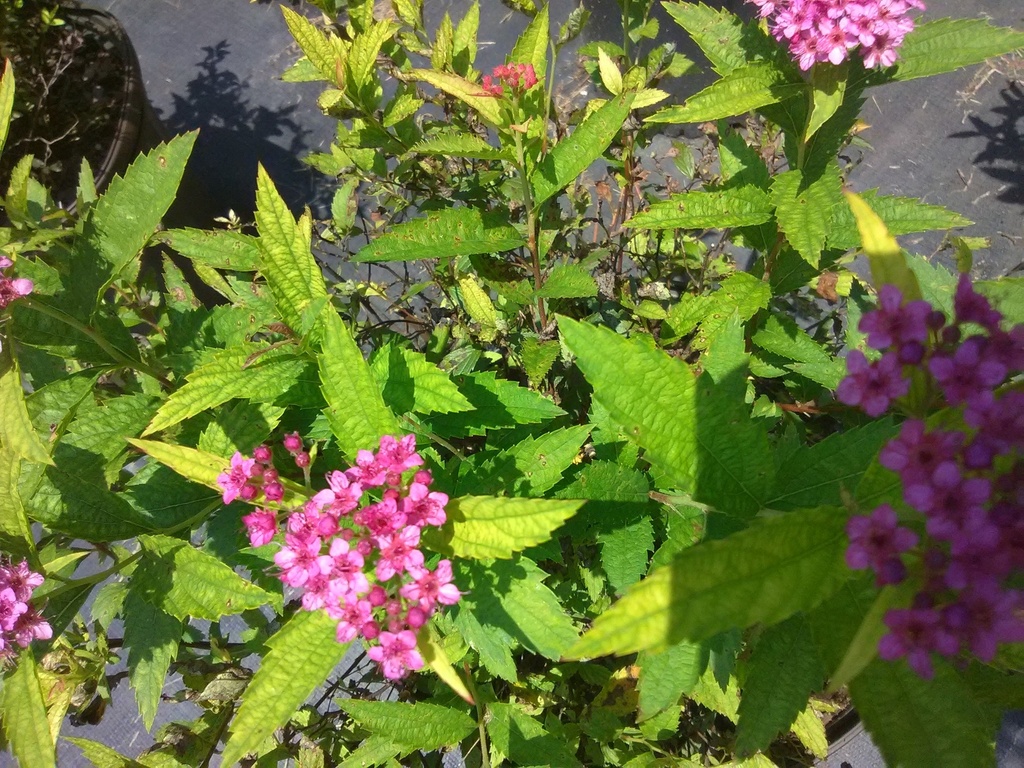 Neon Flash Spirea - Deer Resistant Flowering Shrub - image 3