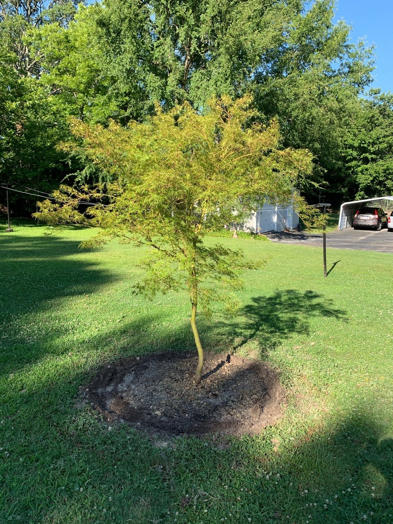 Seiryu Cutleaf Japanese Maple - Upright Laceleaf - image 2