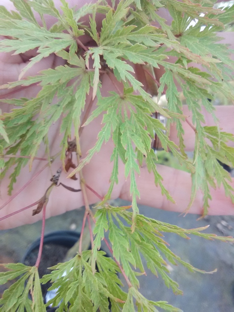 Seiryu Cutleaf Japanese Maple - Upright Laceleaf - image 3