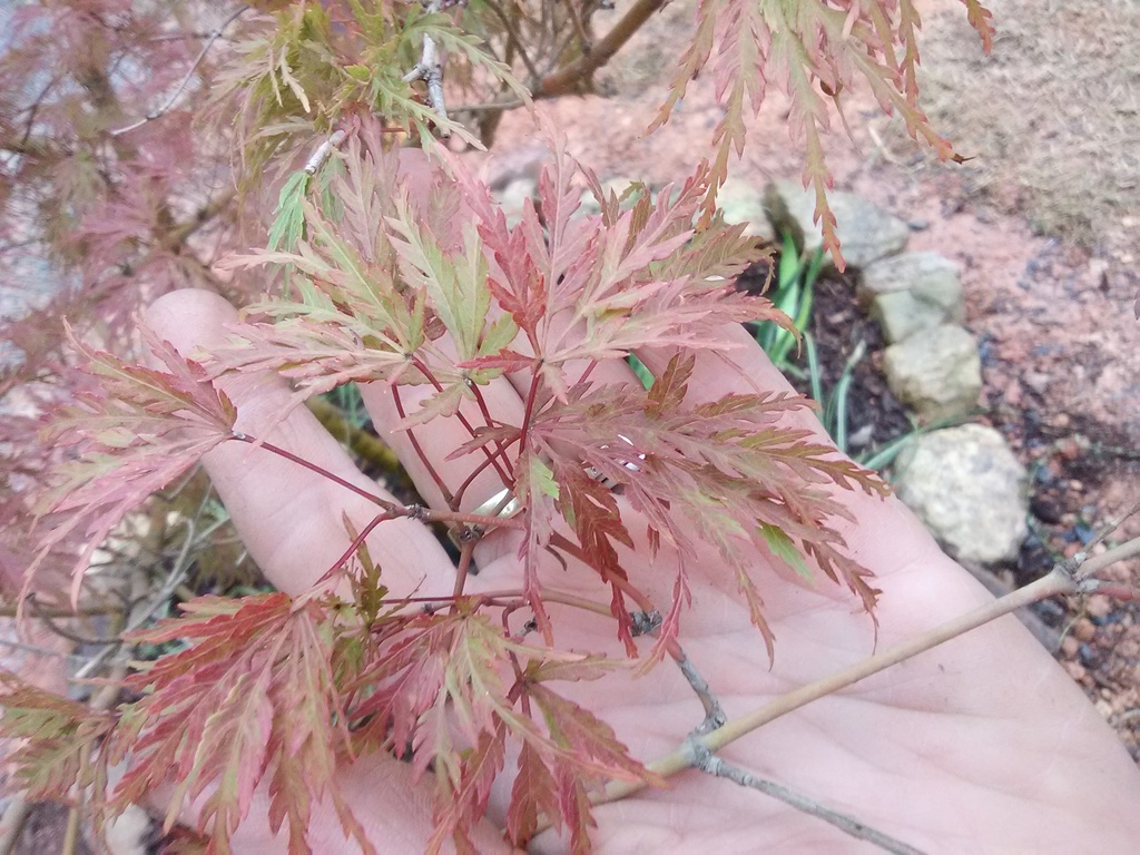 Seiryu Cutleaf Japanese Maple - Upright Laceleaf - image 4