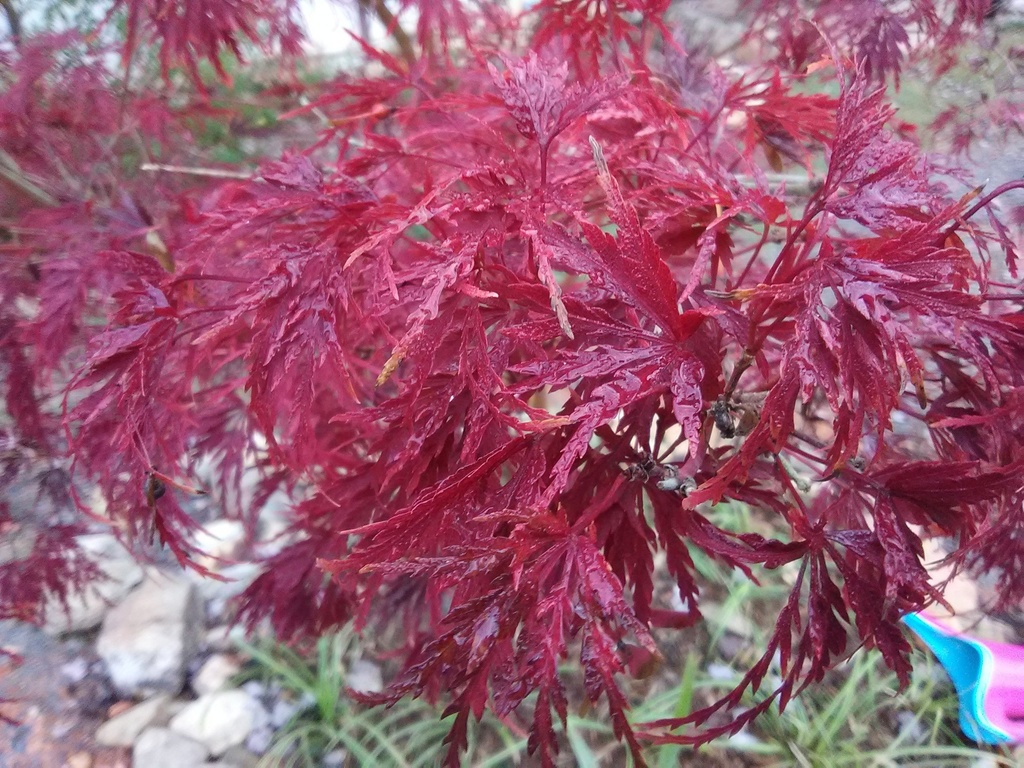 Seiryu Cutleaf Japanese Maple - Upright Laceleaf - image 5