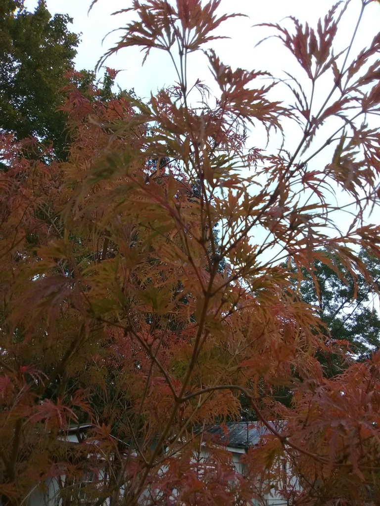 Seiryu Cutleaf Japanese Maple - Upright Laceleaf - image 6