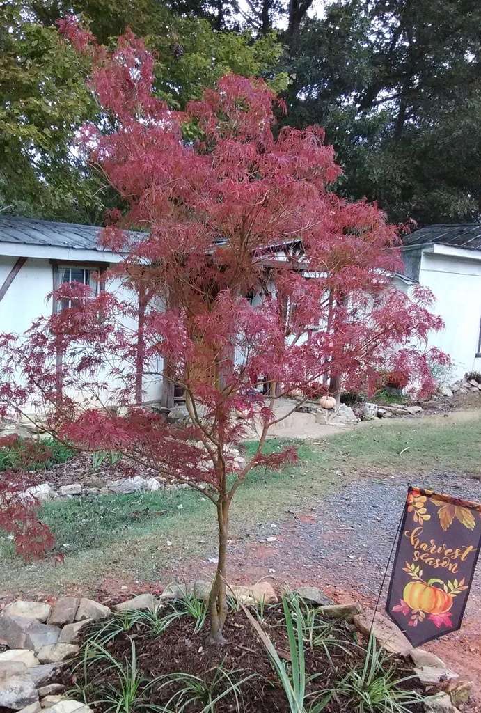 Seiryu Cutleaf Japanese Maple - Upright Laceleaf - image 7