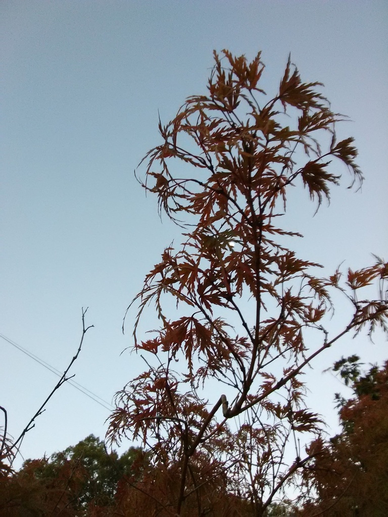 Seiryu Cutleaf Japanese Maple - Upright Laceleaf - image 8