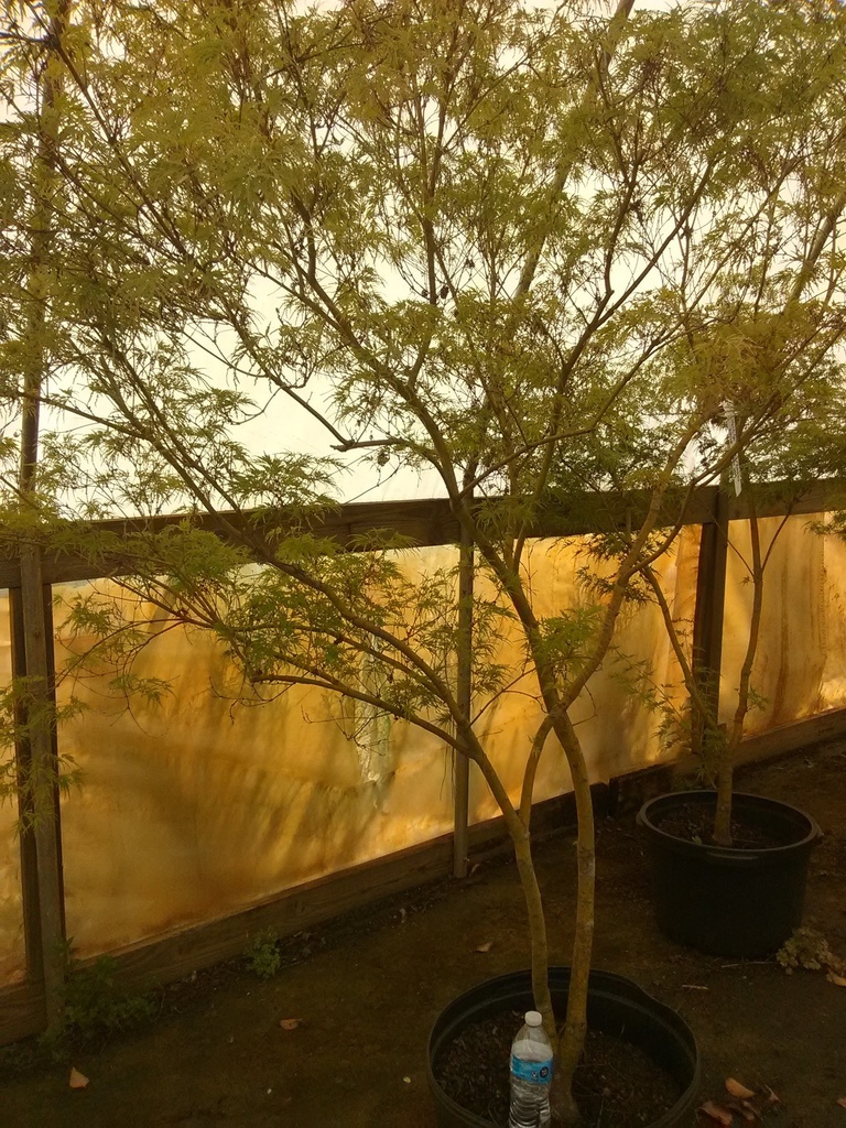 Seiryu Cutleaf Japanese Maple - Upright Laceleaf - image 9