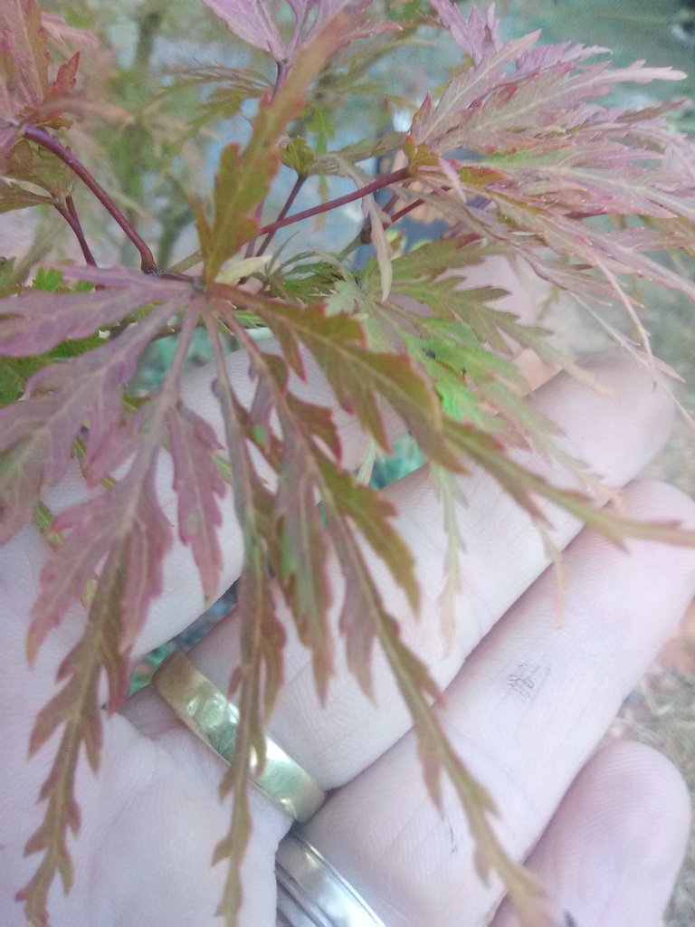 Seiryu Cutleaf Japanese Maple - Upright Laceleaf - image 10