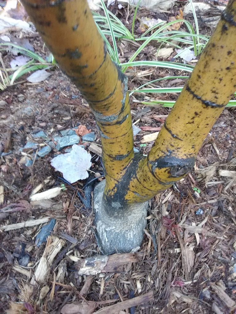 Seiryu Cutleaf Japanese Maple - Upright Laceleaf - image 11
